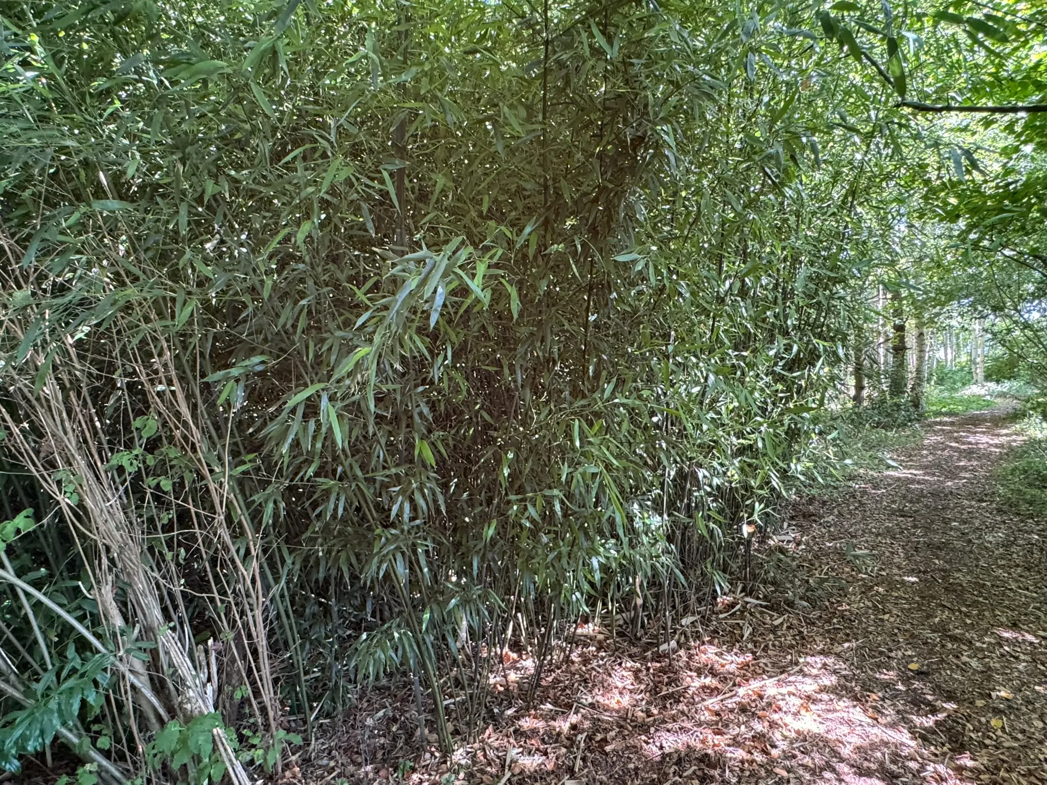Bamboo Removal